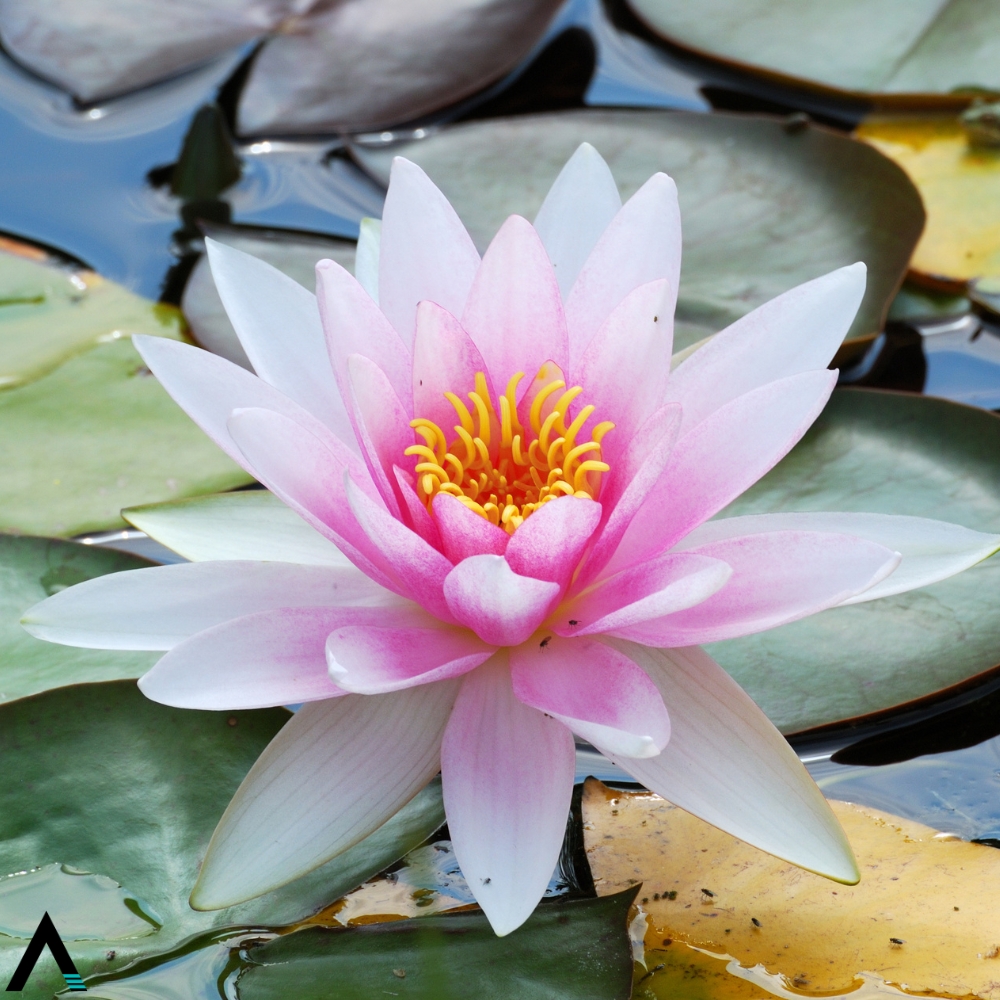 flor de loto
